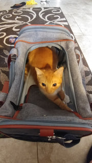 Mr. Peanut's Gold Series V2.0 Pet Carrier