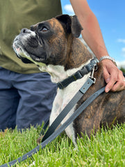 Euro-Dog Celtic Sport Leather Dog Leash