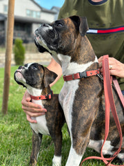 Euro-Dog Celtic Sport Leather Dog Leash