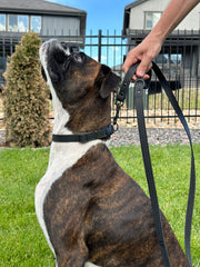 Euro-Dog Celtic Sport Leather Dog Leash
