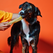 Yak9 Chews Pumpkin Yak Chews for Dogs