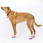 The Kai Dog Sneaker