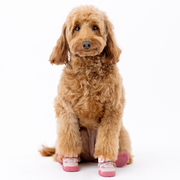 The Kai Dog Sneaker
