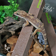c4cb9329fce086ba9611fafba5f74aa