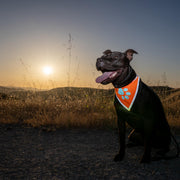 Reflective Dog Bandana – Hi-Vis Orange, Small