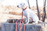 Euro-Dog Pro Line Leather Hunting Dog Leash