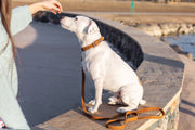 Euro-Dog Pro Line Leather Hunting Dog Collar