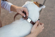 Euro-Dog Pro Line Quick-Release Leather Dog Collar with Metal Buckle