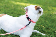 Euro-Dog Waterproof Super Soft PVC Dog Collar