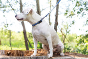 Euro-Dog Waterproof Super Soft PVC Dog Leash