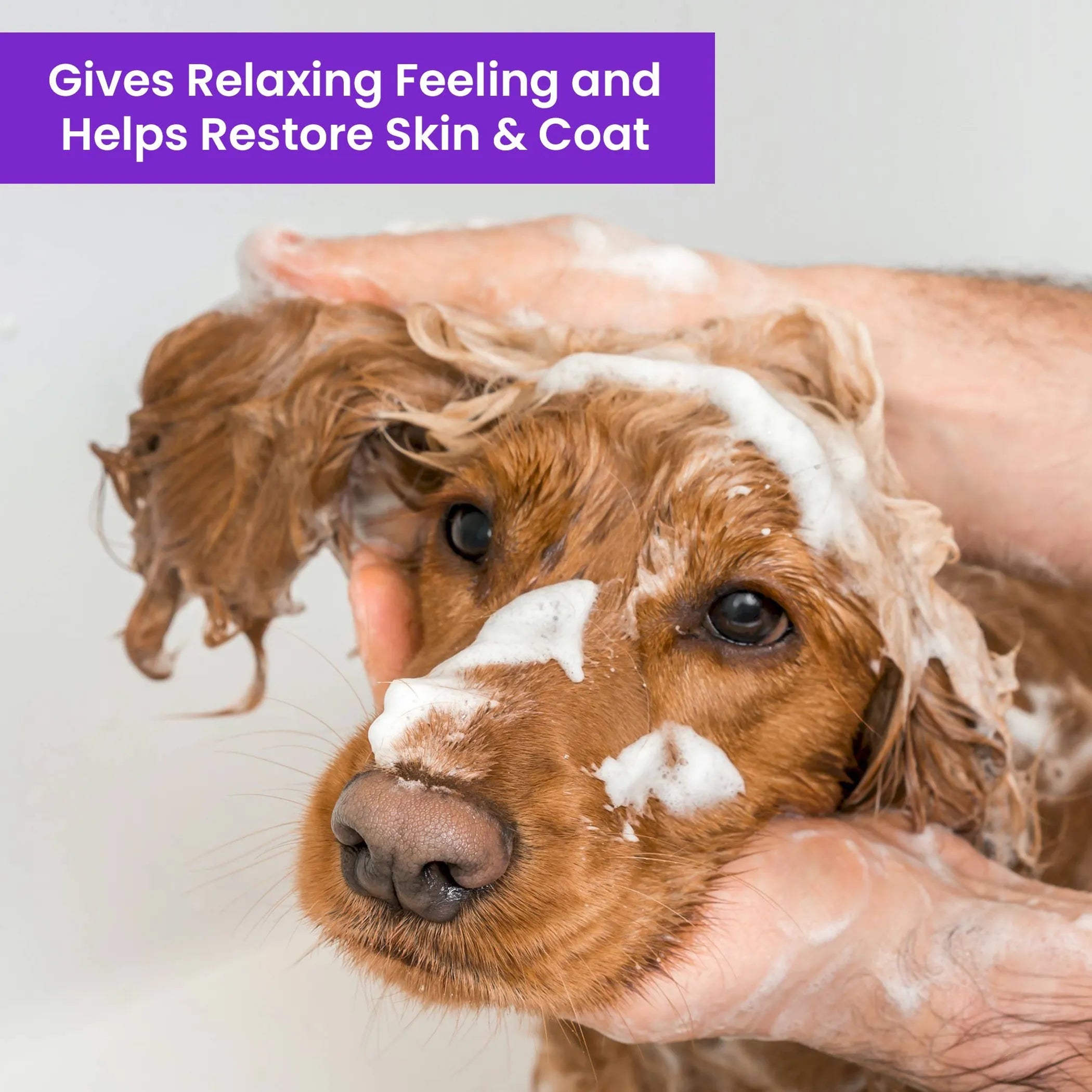 Aroma Paws Lavender Chamomile Dog Shampoo & Conditioner – 1 Gallon Calming Formula