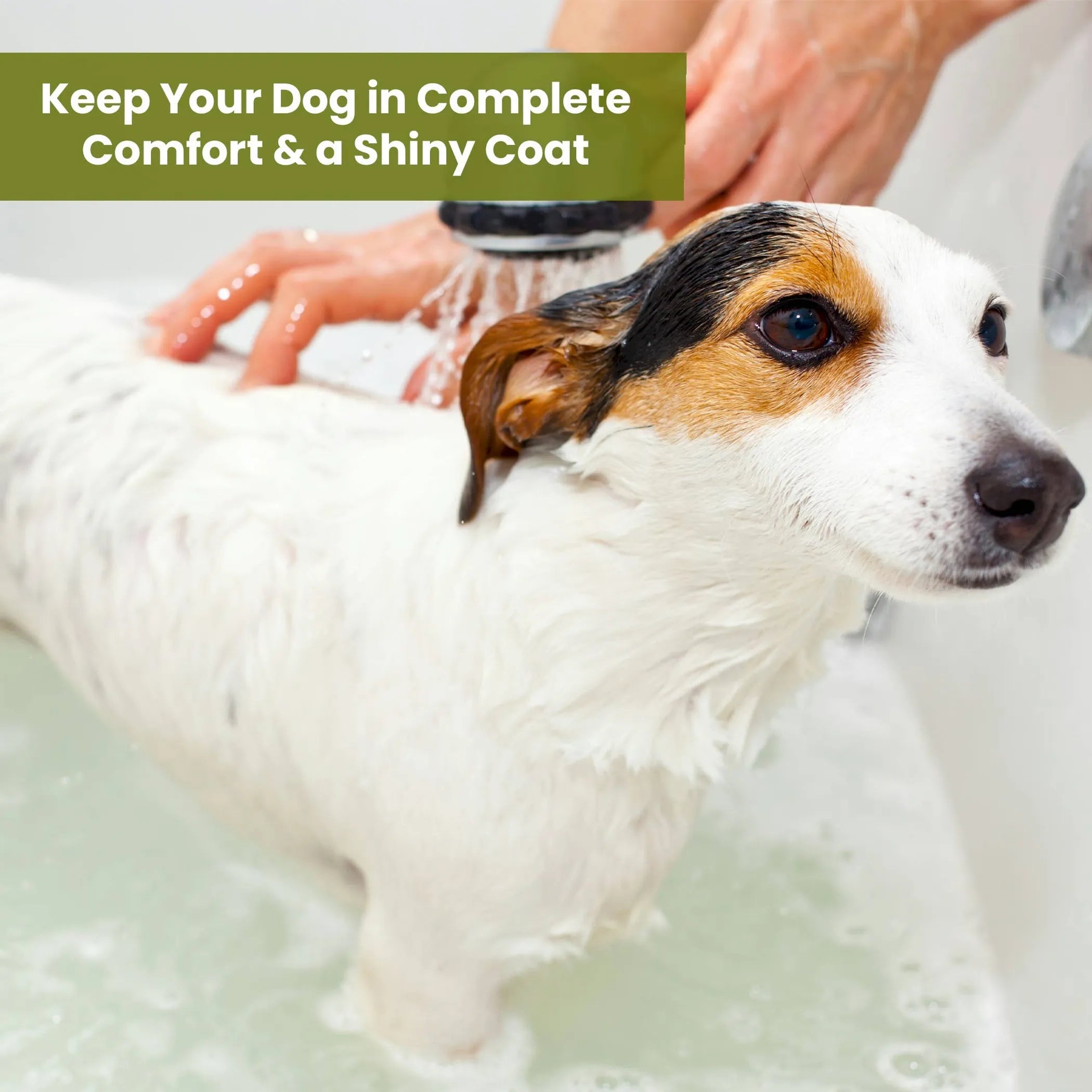 Aroma Paws Ultra Sensitive Olive Oil Pet Shampoo & Conditioner – 1 Gallon for Sensitive Skin