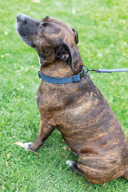 Euro-Dog Sport Style Leather Dog Collar