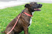 Euro-Dog Sport Style Leather Dog Collar