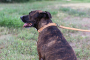 Euro-Dog Sport Style Leather Dog Collar