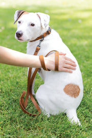 Euro-Dog Sport Style Leather Dog Leash