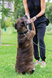 Euro-Dog Sport Style Leather Dog Leash
