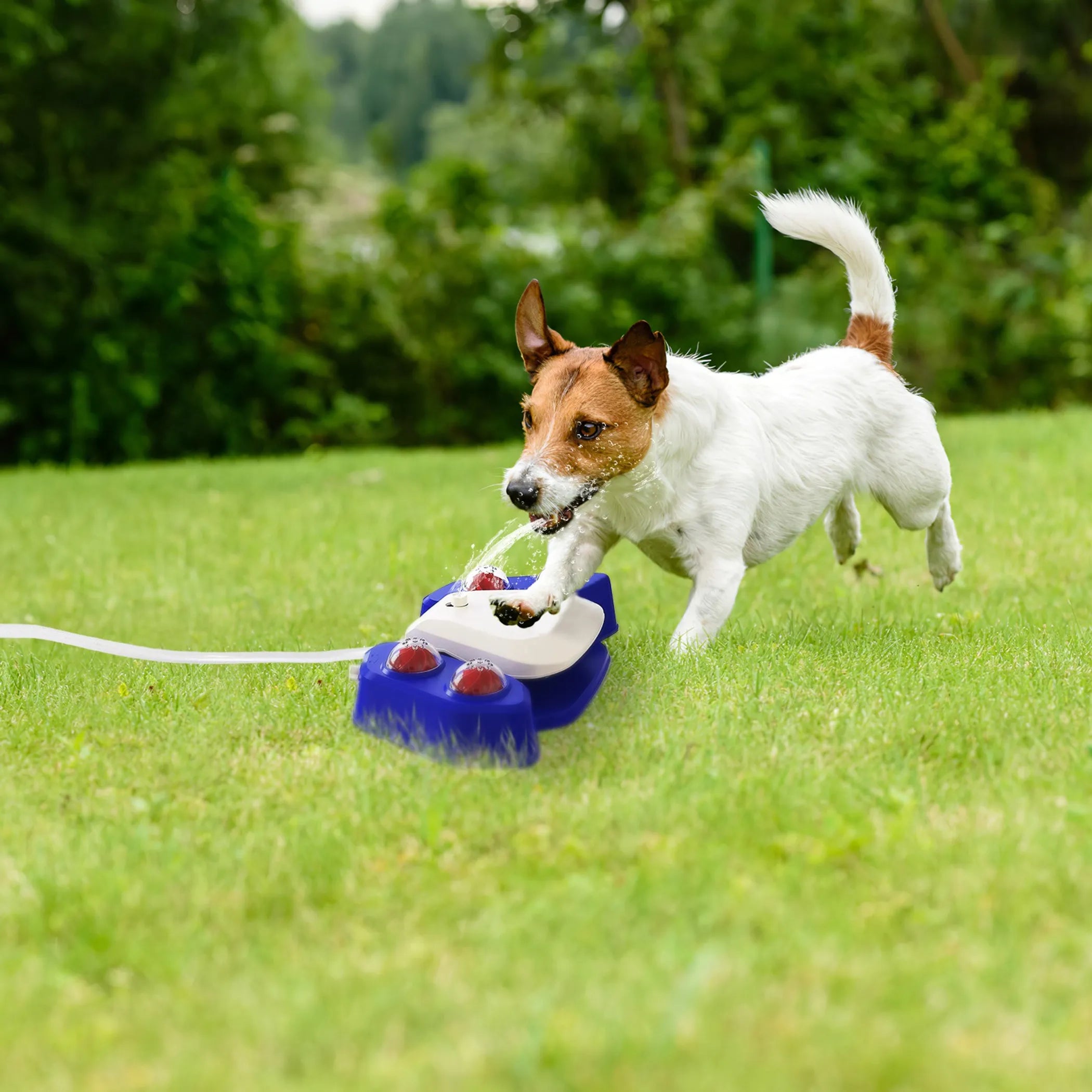 Multifunctional Automatic Dog Water Fountain – Step-On Outdoor Pet Sprinkler & Drinking Fountain
