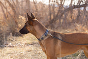 Euro-Dog Modern Style Leather Dog Leash