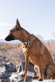 Euro-Dog Modern Style Leather Dog Leash