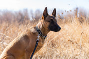Euro-Dog Modern Style Leather Dog Leash