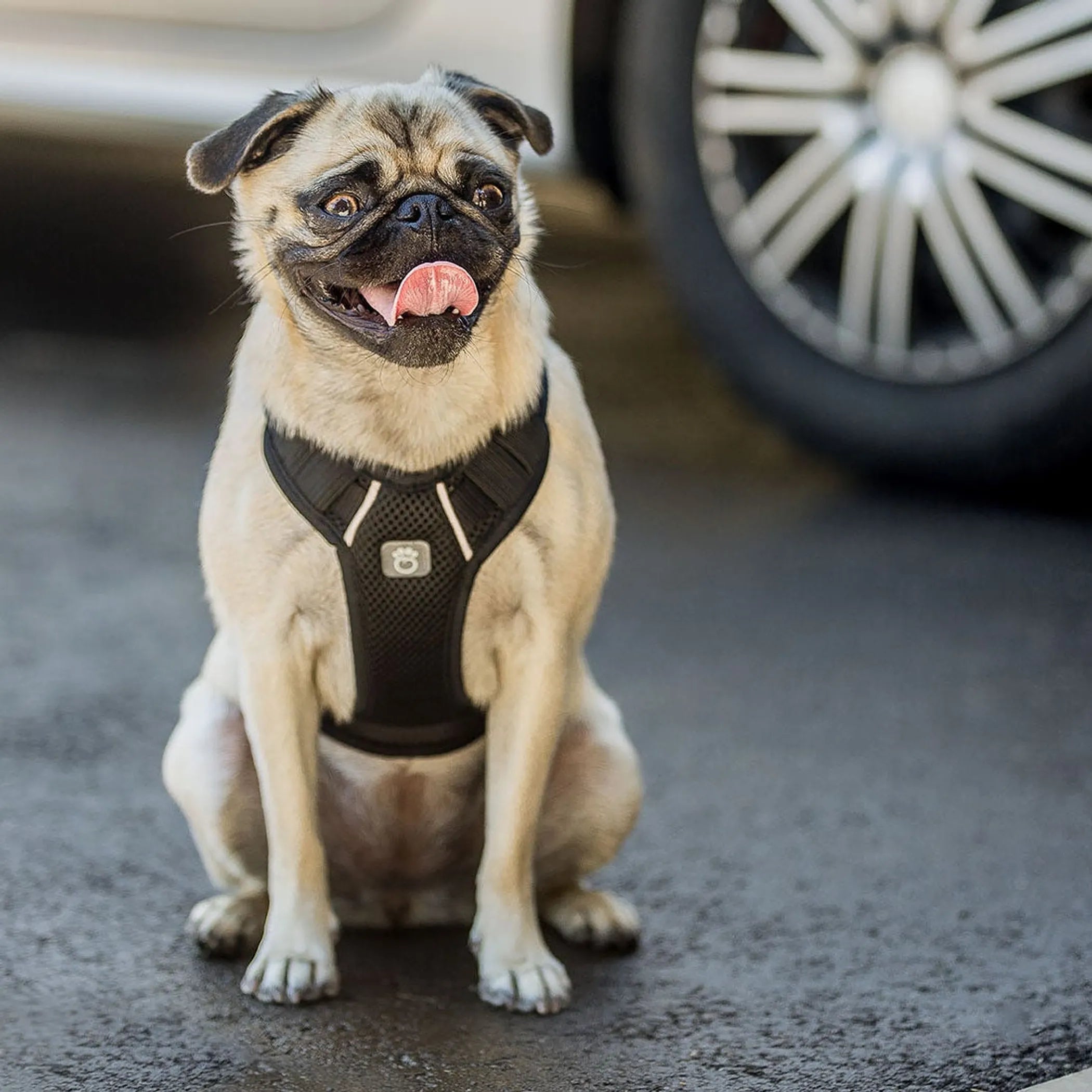 GF Pet Travel Dog Harness – Adjustable No-Choke Safety Harness