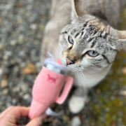 PUPROAR Kitty Cup Plush Catnip & Crinkle Cat Toy – 2 Colors