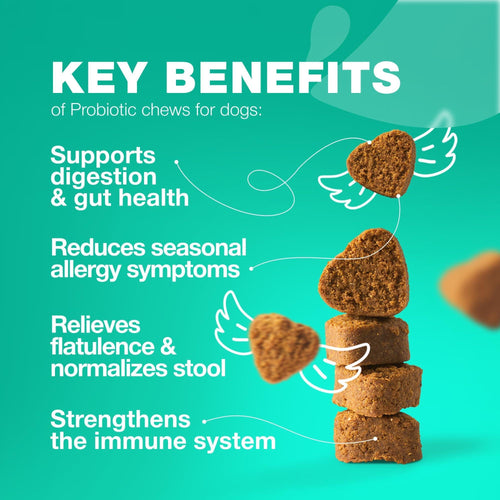 Chewia Dog Probiotic & Digestive Enzyme Powder with Pumpkin