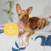 Kin+Kind Almond Vanilla Natural Dog Coat Spray - 12 oz