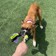 Interactive Tug & Treat-Dispenser Toy for Dogs – Lavender