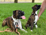 Euro-Dog Climbing Rope Dog Collar
