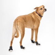 The Kai Dog Sneaker