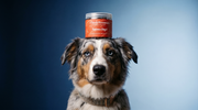 Salmon Says! — Superfood Pet Treats - Pristine Pet Supply