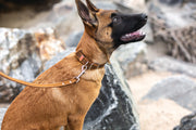 Euro-Dog Celtic Double Buckle Style Leather Dog Collar