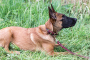 Euro-Dog Celtic Double Buckle Style Leather Dog Collar