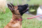 Euro-Dog Celtic Double Buckle Style Leather Dog Collar