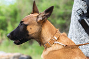 Euro-Dog Celtic Double Buckle Style Leather Dog Collar