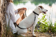 Euro-Dog Celtic Sport Quick-Release Leather Dog Collar