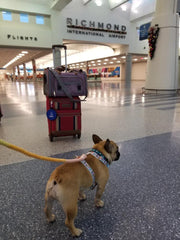 Mr. Peanut's Gold Series V2.0 Pet Carrier