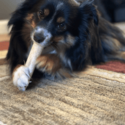 Elk Antler Dog Chews | All-Natural Whole and Split Elk Antler Chews for Dogs - Pristine Pet Supply