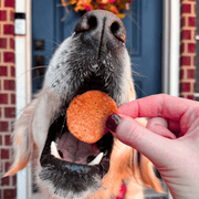 Turkey Feast Chips - Pristine Pet Supply