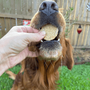 Fish Chips for Dogs | Wild-Caught Fish Dog Treats - Pristine Pet Supply