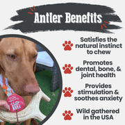 Deer Antler Dog Chews | Organic Chews for Dogs - Pristine Pet Supply