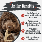 Deer Antler Dog Chews | Organic Chews for Dogs - Pristine Pet Supply