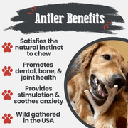 Deer Antler Dog Chews | Organic Chews for Dogs - Pristine Pet Supply