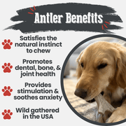 Deer Antler Dog Chews | Organic Chews for Dogs - Pristine Pet Supply