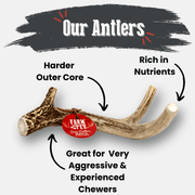 Deer Antler Dog Chews | Organic Chews for Dogs - Pristine Pet Supply