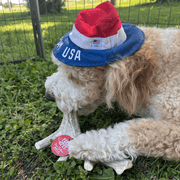 Deer Antler Dog Chews | Organic Chews for Dogs - Pristine Pet Supply