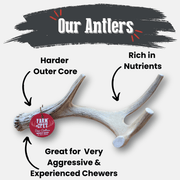 Deer Antler Dog Chews | Organic Chews for Dogs - Pristine Pet Supply