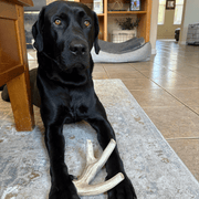 Deer Antler Dog Chews | Organic Chews for Dogs - Pristine Pet Supply